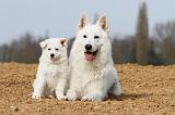 BERGER BLANC SUISSE - ADULTS ET PUPPIES 009